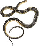 Lacépède's Ground Snake